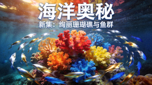 纪录片《海洋奥秘》新集海报 - 绚丽珊瑚礁与鱼群